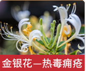 金银花